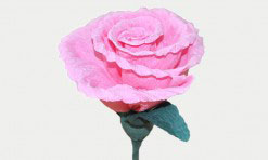 Gaiši rozā zieds